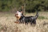 YORKSHIRE TERRIER 258